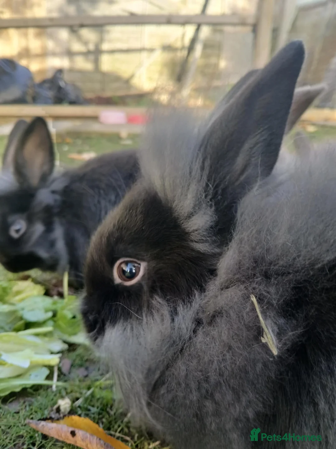 Mixed Breed rabbits for sale: 3 beautiful mixed breed rabbits  - Advert 3