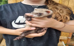 Ferret rodents for sale: Quater ferret kits - Image 1