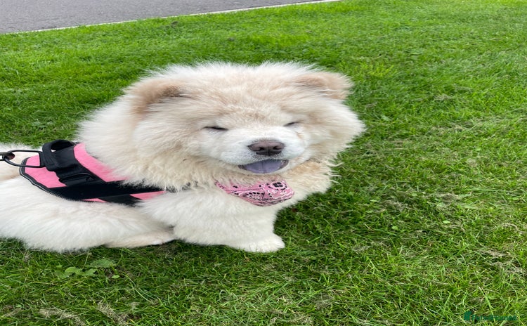 Chow Chow dogs - Advert 2