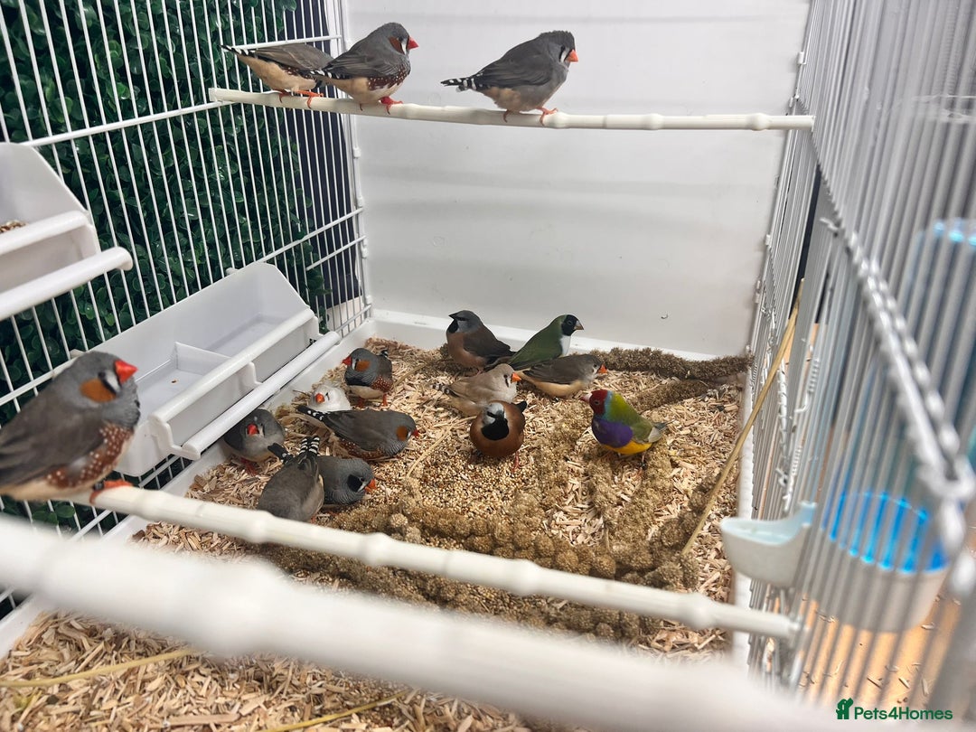 Budgerigars birds for sale: Adorable Handreared  baby budgies  - Advert 10