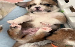 Mixed Breed dogs for sale: Beautiful puppies  - Image 10