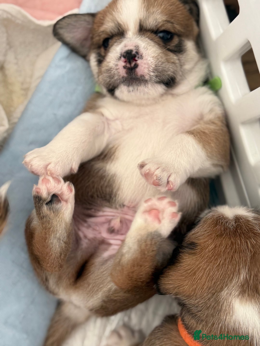 Mixed Breed dogs for sale: Beautiful puppies  - Image 10
