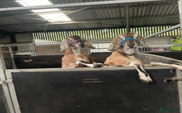 Goats livestock for sale: two angolo-Nubian goats  - Image 7