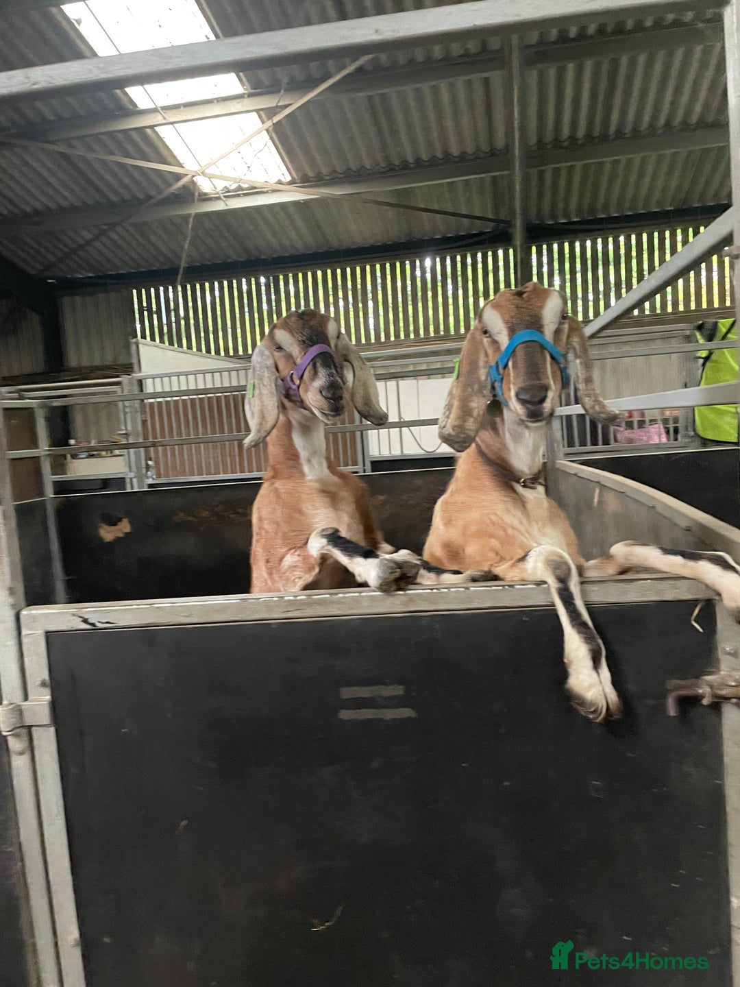 Goats livestock for sale: two angolo-Nubian goats  - Image 7