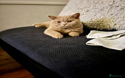 British Shorthair cats for sale: British shorthair  - Image 3