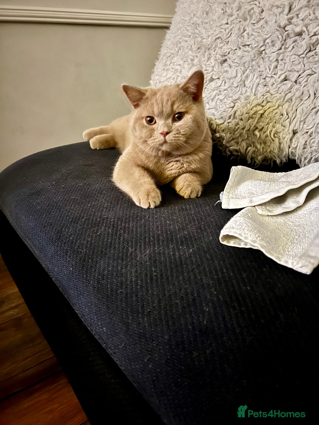 British Shorthair cats for sale: British shorthair  - Image 3