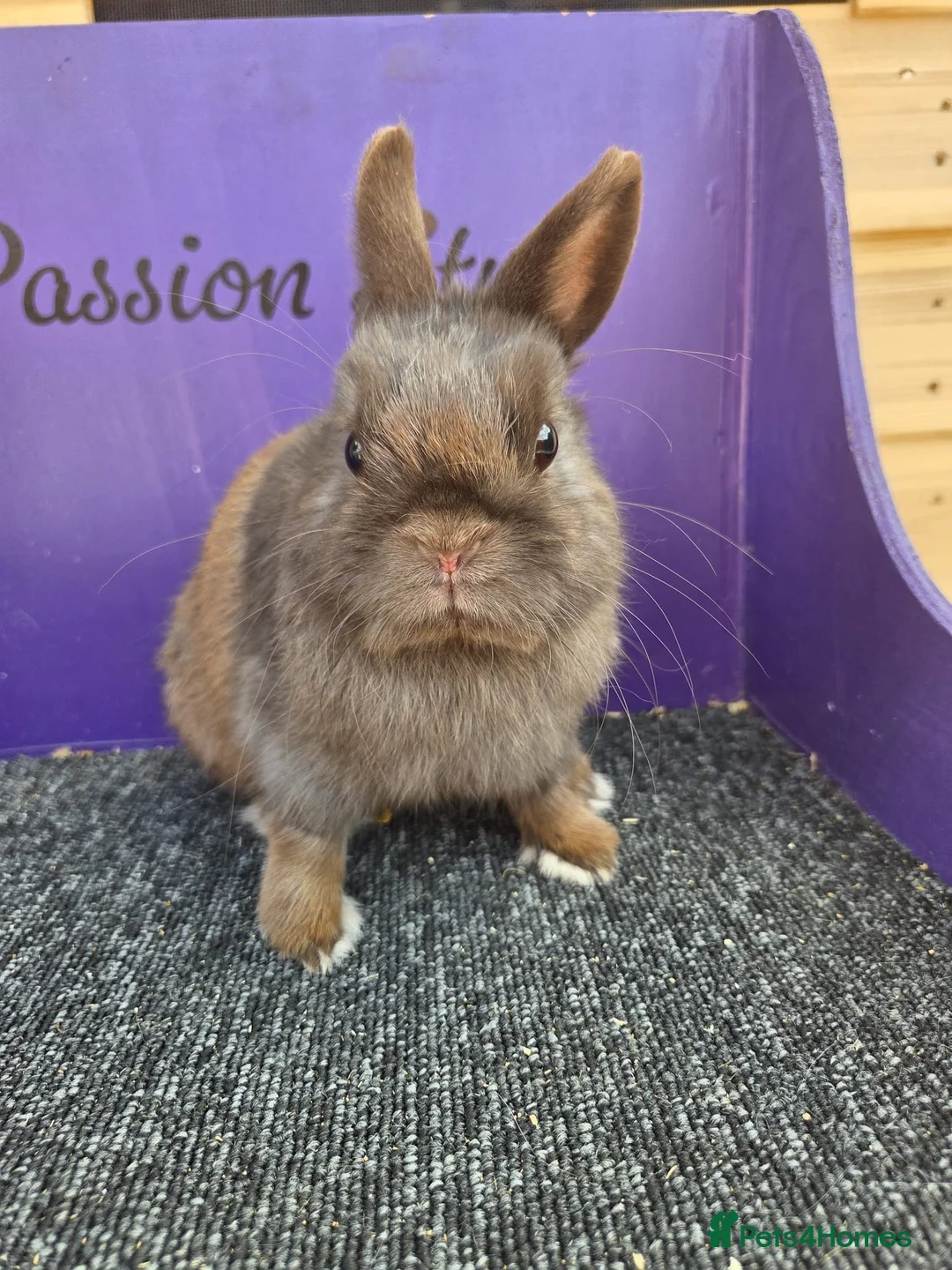 Netherland Dwarf rabbits for sale: Pure bred netherland dwarf - Advert 3