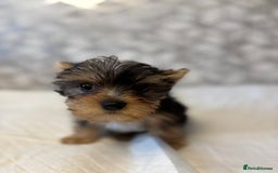 Yorkshire Terrier dogs for sale: Yorkshire terrier puppy boys - Image 5