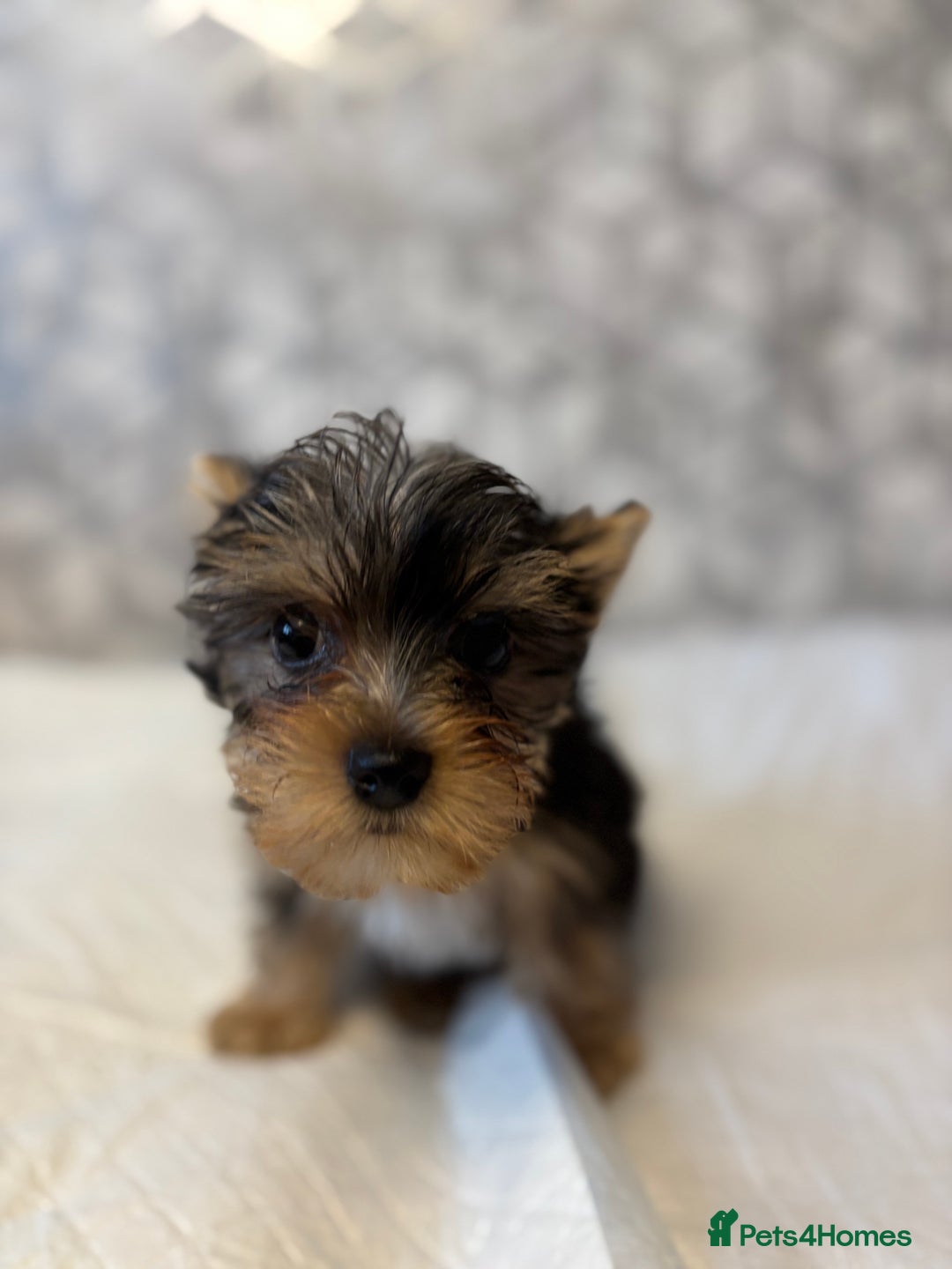 Yorkshire Terrier dogs for sale: Yorkshire terrier puppy boys - Image 5