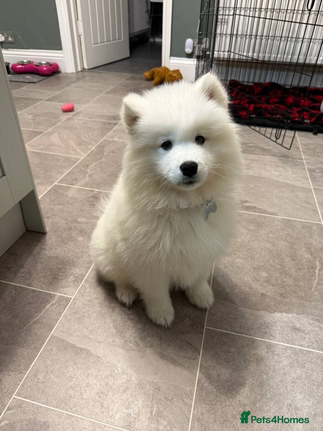 Samoyed dogs for sale: Samoyed - Advert 1