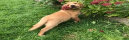 Labrador Retriever dogs for sale: Rkc reg, dna health test, hip and elbow score,  in Dulverton - Advert 6