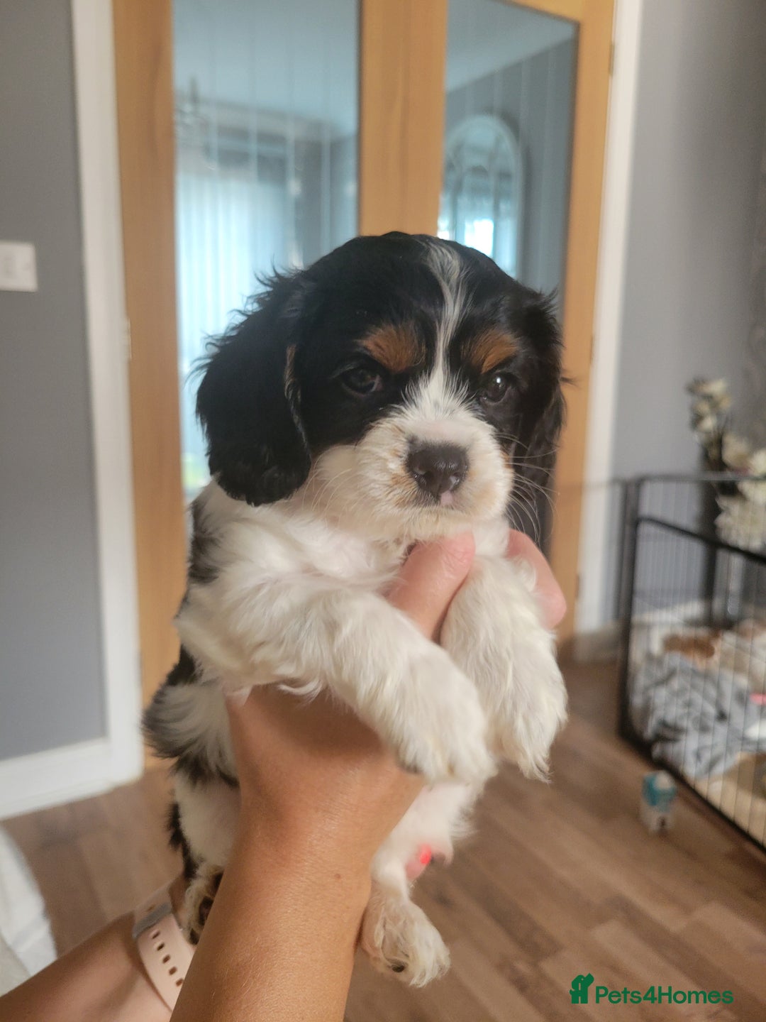 Cavalier King Charles Spaniel dogs for sale: Cavalier King Charles Spaniel Puppies for Sale 🐾 - Image 30