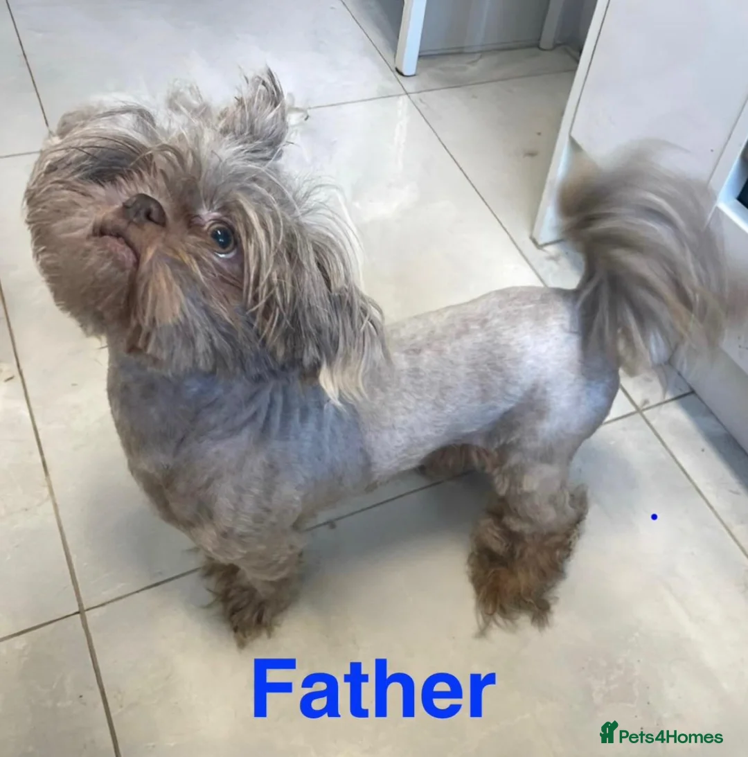 Shih Tzu dogs for sale: Shih tzu - Advert 2