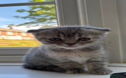 Scottish Fold cats for sale: 3 Scottish folds  in Uckfield - Image 9