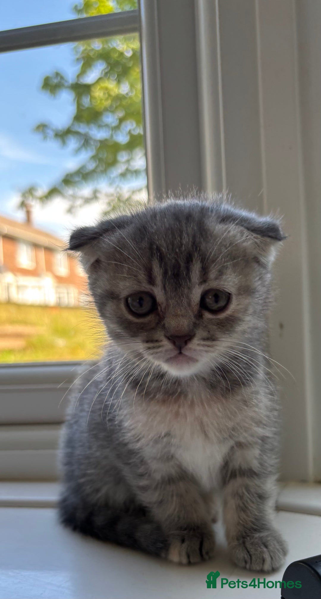 Scottish Fold cats for sale: 3 Scottish folds  in Uckfield - Image 9