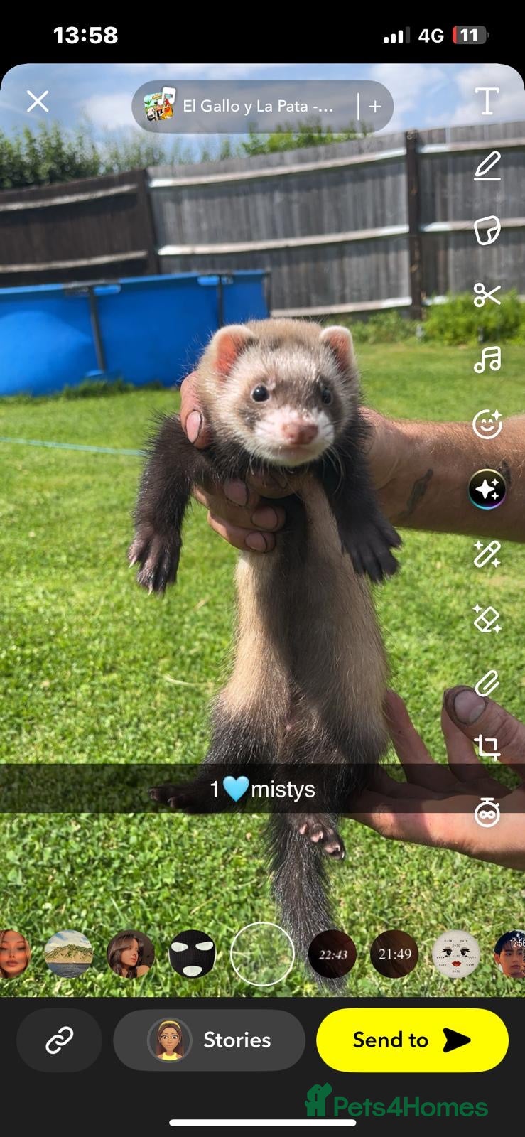 Ferret rodents Ferret kits - Advert 1
