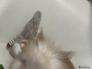 Lionhead rabbits Adorable Curious Lionhead Rabbits – 3 Months Old - Advert 14