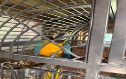 Macaws birds for sale: Breeding pair Blue and Gold macaws in Knottingley - Image 5