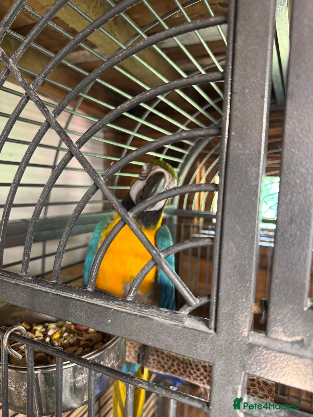 Macaws birds for sale: Breeding pair Blue and Gold macaws in Knottingley - Image 5