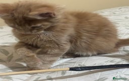 Maine Coon cats for sale: Last Ginger Boy Pure Mainecoon! - Image 11
