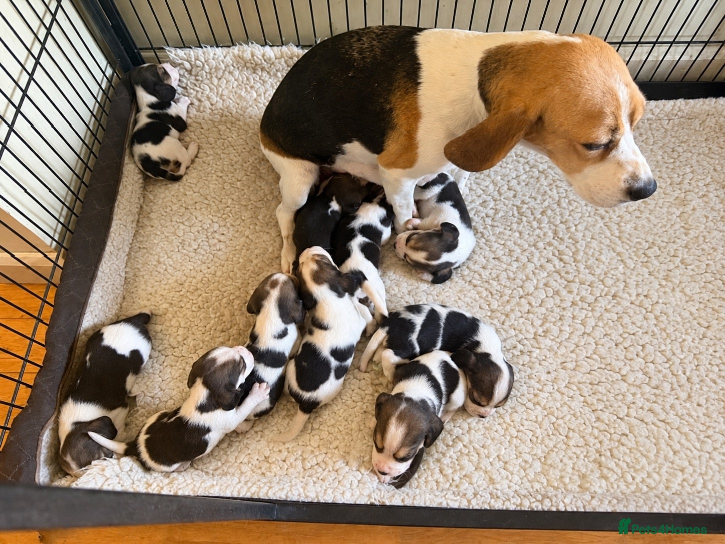 Beagle dogs BEAUTIFUL RKC PUPPIES FROM RENOWNED TOP BREEDER - Advert 1