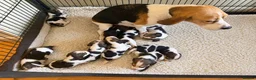 Beagle dogs for sale: BEAUTIFUL RKC PUPPIES FROM RENOWNED TOP BREEDER - Advert 1