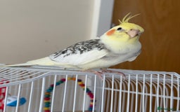 Cockatiels birds for sale: Cockatiel - Image 2