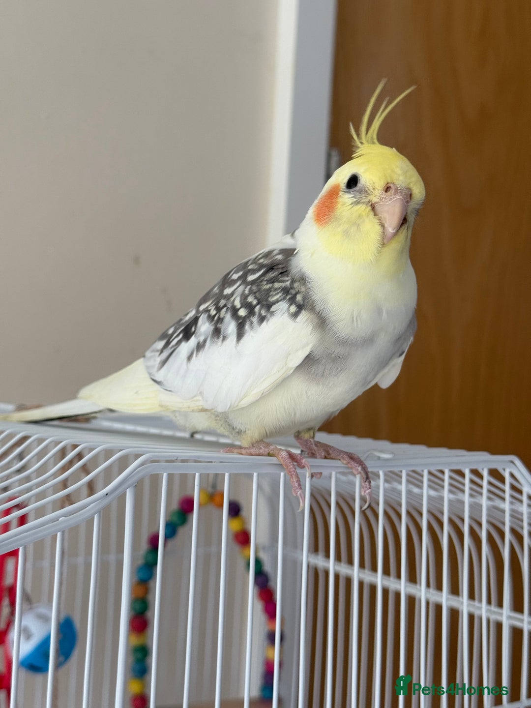 Cockatiels birds for sale: Cockatiel - Image 2