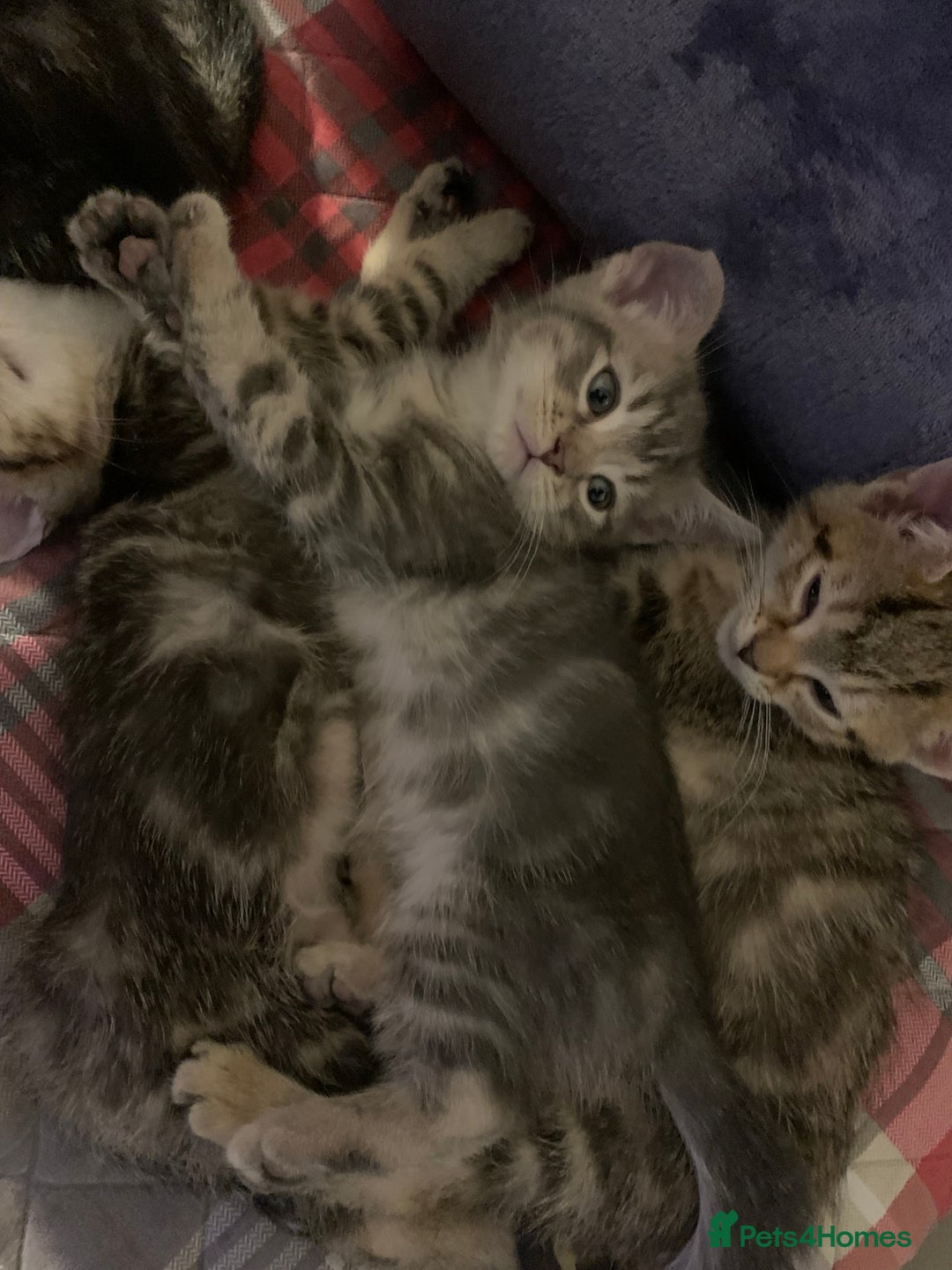 Munchkin cats for sale: Beautiful tabby kittens - Advert 1