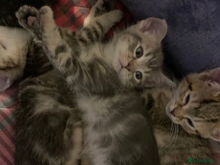 Munchkin cats Beautiful tabby kittens - Advert 1