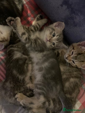 Munchkin cats Beautiful tabby kittens - Advert 1