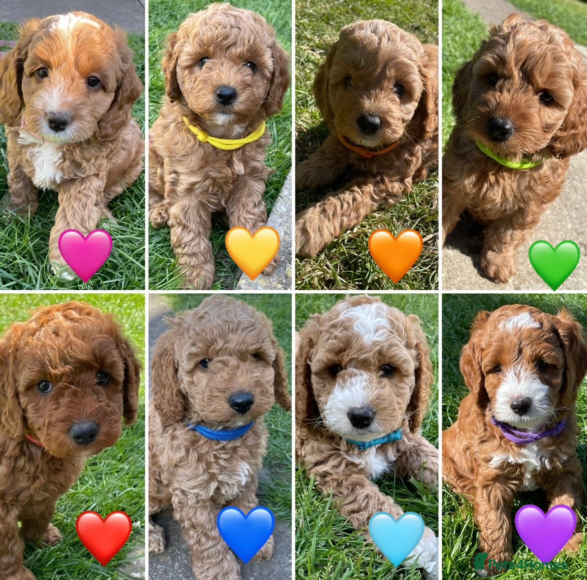 Cockapoo dogs Cockapoo puppies  - Advert 3