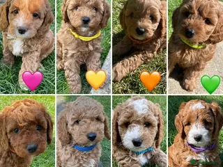 Cockapoo dogs Cockapoo puppies - Advert 18