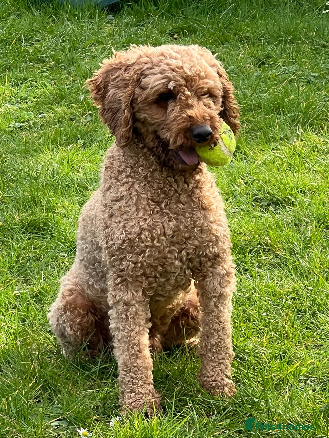 Miniature Poodle dogs for stud: Incredibly handsome Miniature Poodle for stud - Advert 2
