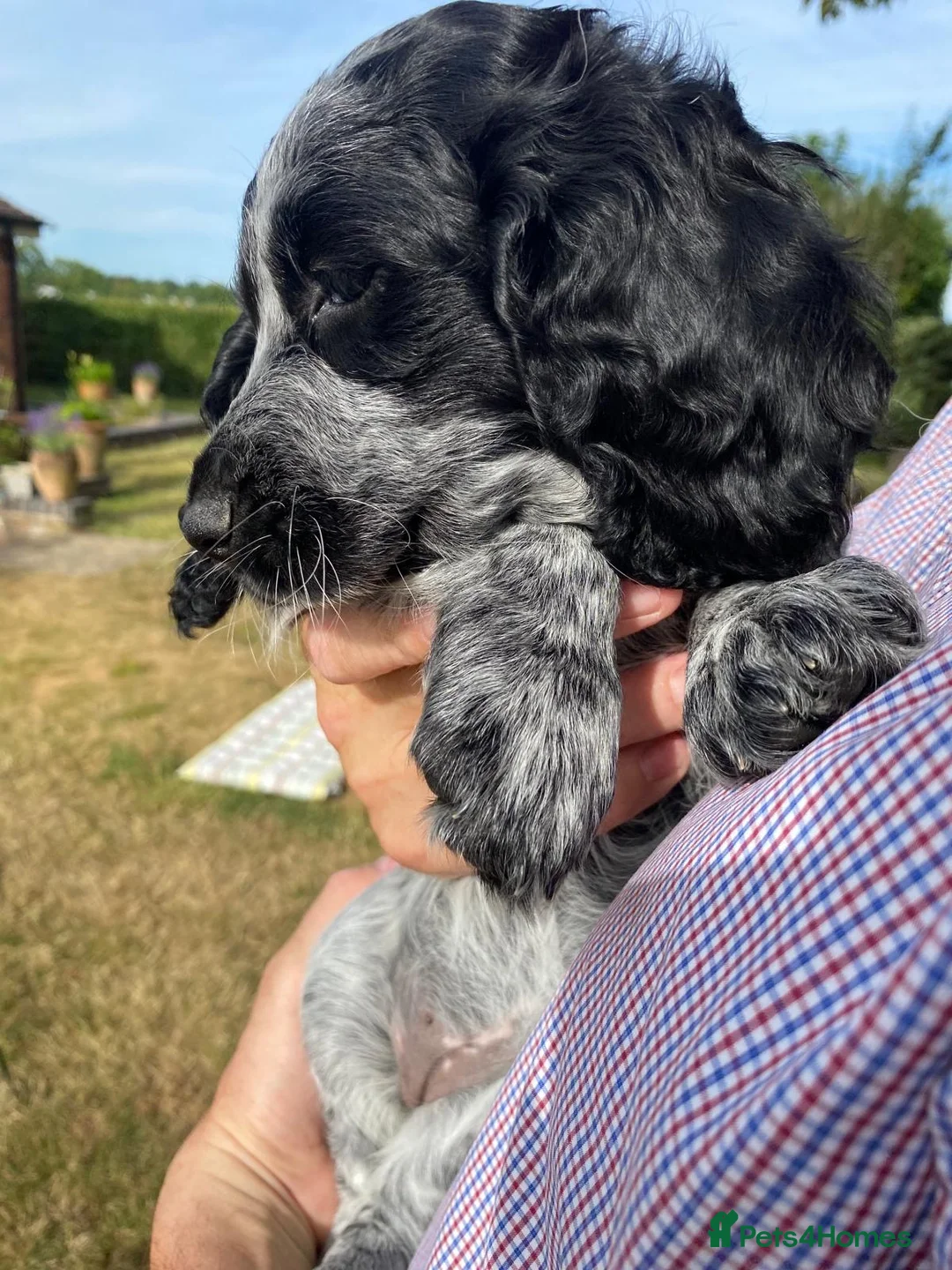 Cocker Spaniel dogs for sale: Blue roan bitch  - Advert 1