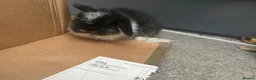 Mini Lop rabbits for sale: mini lop babies  - Advert 2