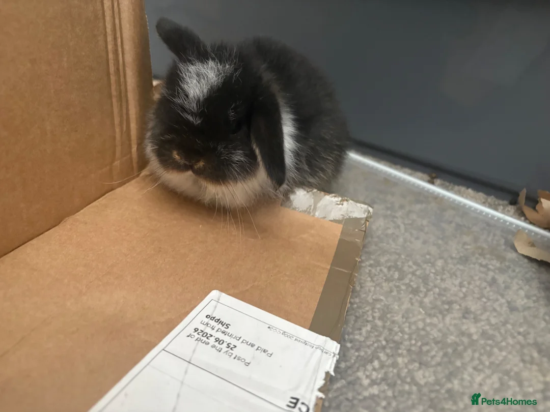 Mini Lop rabbits for sale: mini lop babies  - Advert 2