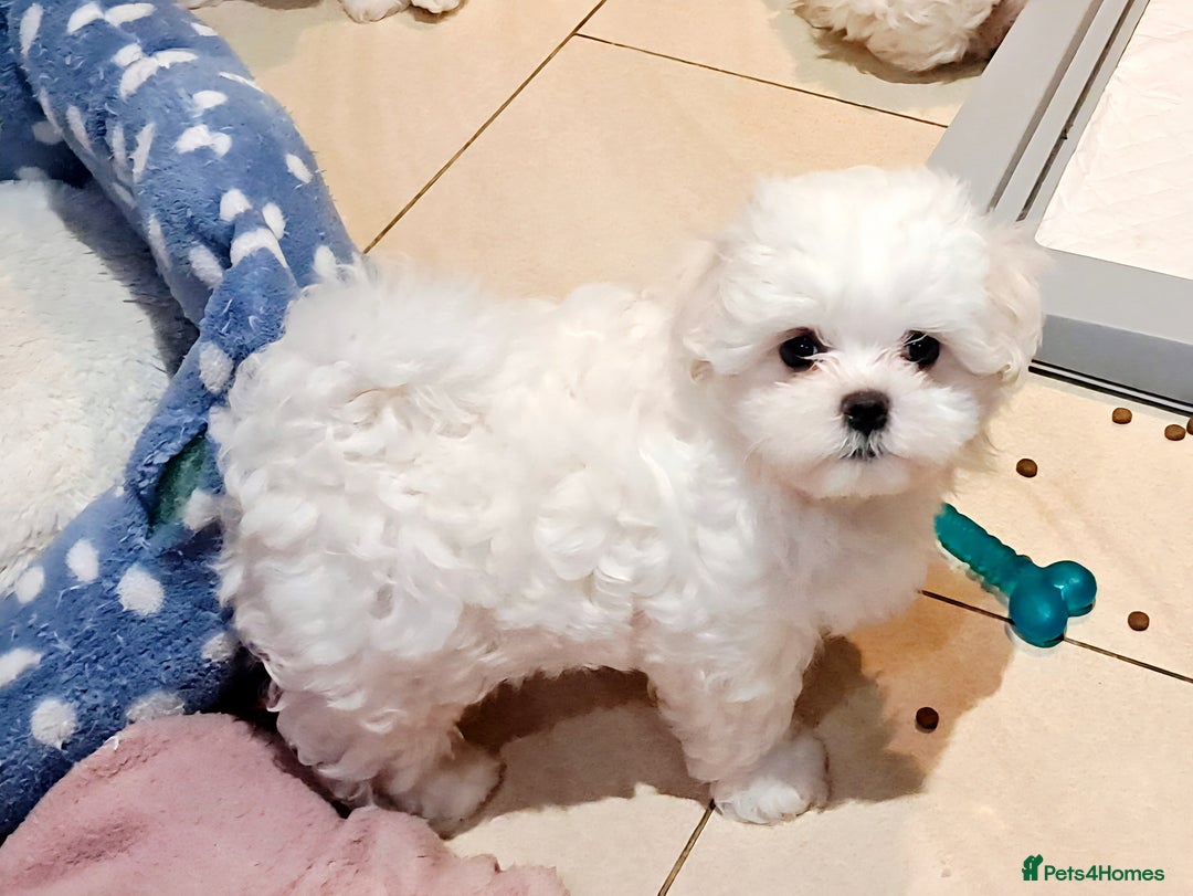 Maltese dogs for sale: Mini Maltese Puppys - Image 12