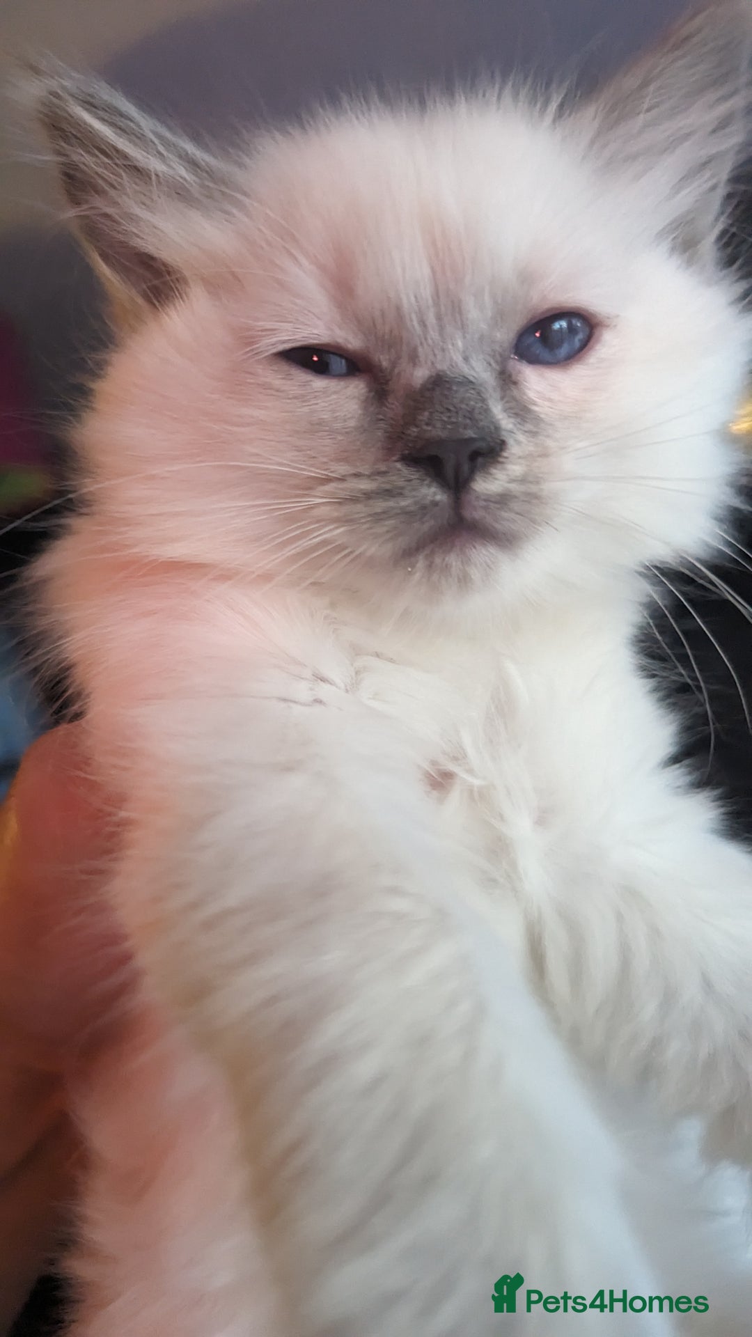 Ragdoll cats for sale: Beautiful ragdolls looking for their new families - Advert 4