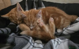 Domestic Shorthair cats for sale: Kittens  - Image 10