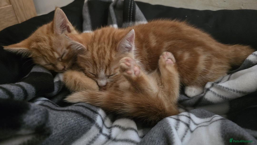 Domestic Shorthair cats for sale: Kittens  - Image 10