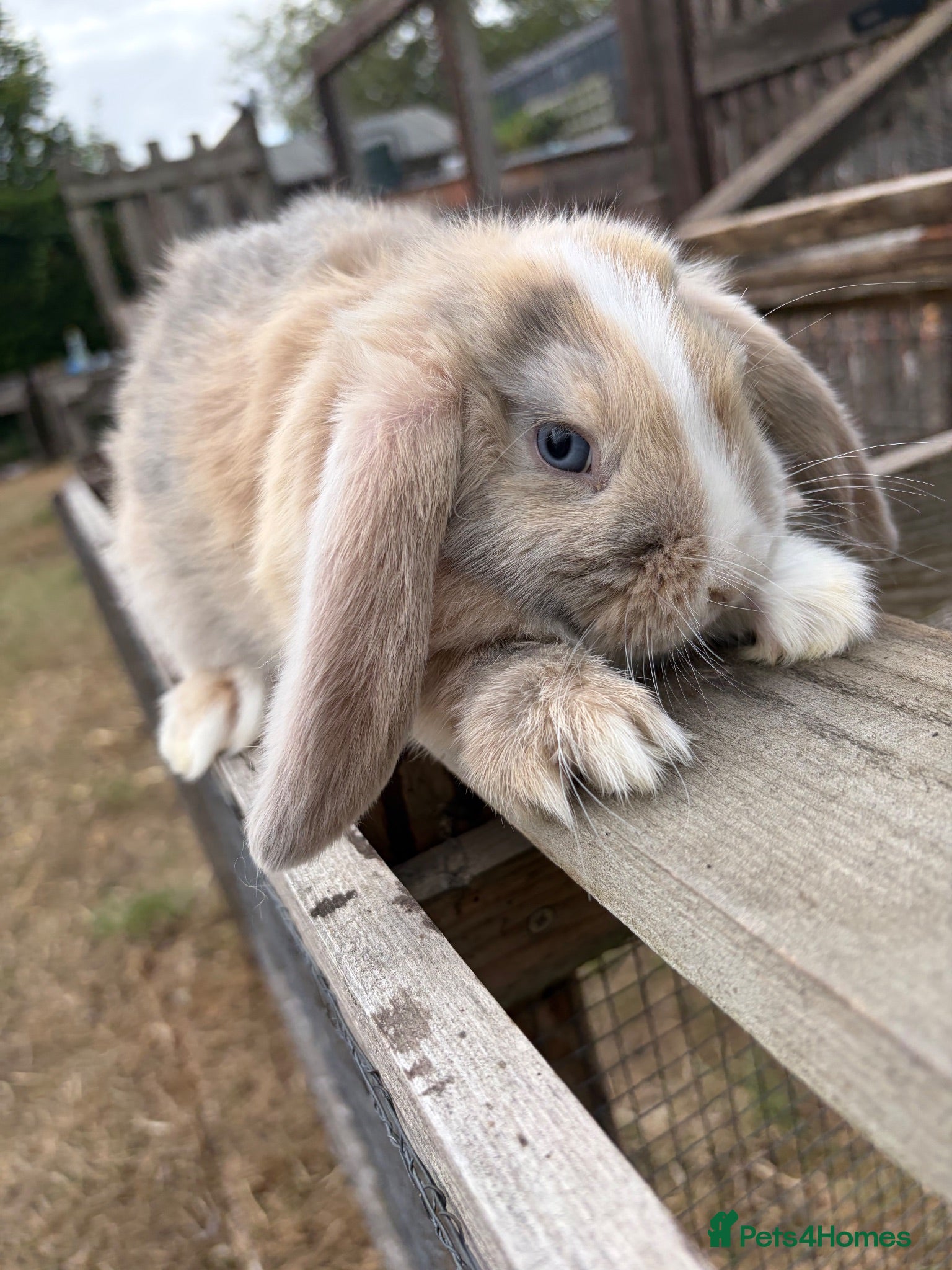 Mini Lop rabbits 5 beautiful mini lops  - Advert 14