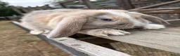 Mini Lop rabbits for sale: 5 beautiful mini lops  - Advert 1