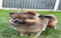 Pomeranian dogs for sale: 5 BEAUTIFUL TEDDY TYPE FOXY POMERANIANS - Image 1