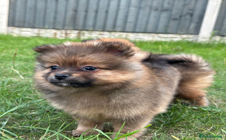 Pomeranian dogs - Advert 2