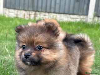 Pomeranian dogs - Advert 1