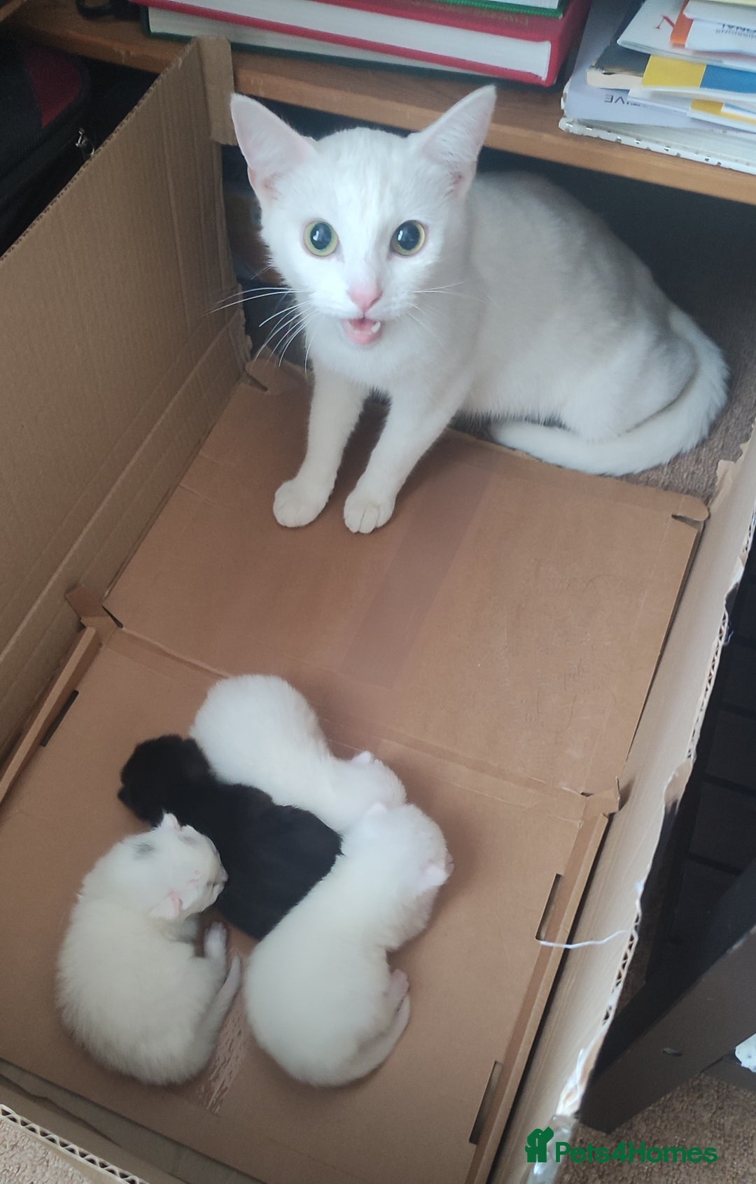 Siberian cats for sale: 4 kittens for sale - Image 10