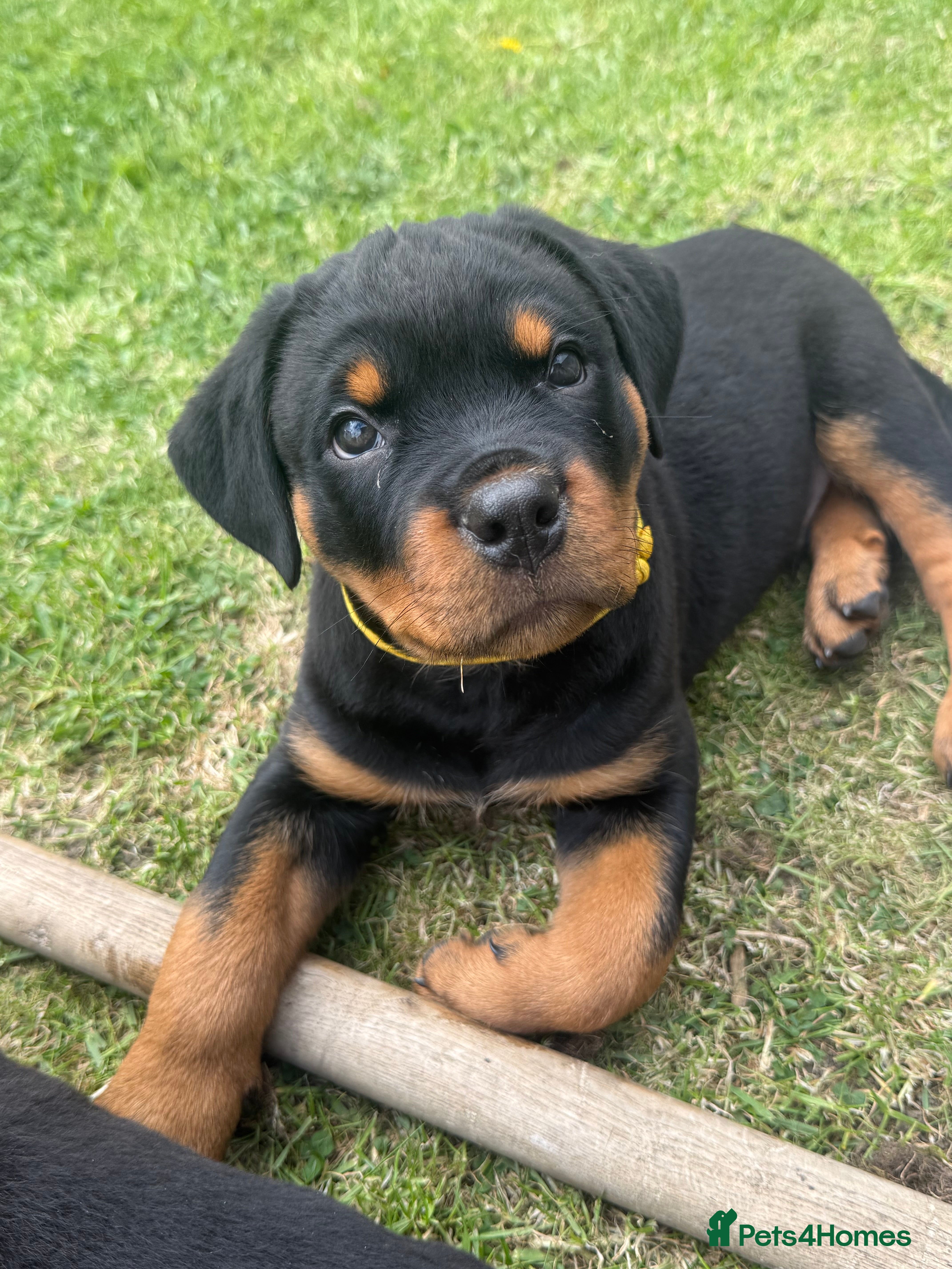 Rottweiler dogs Rottweiler pups - Advert 4