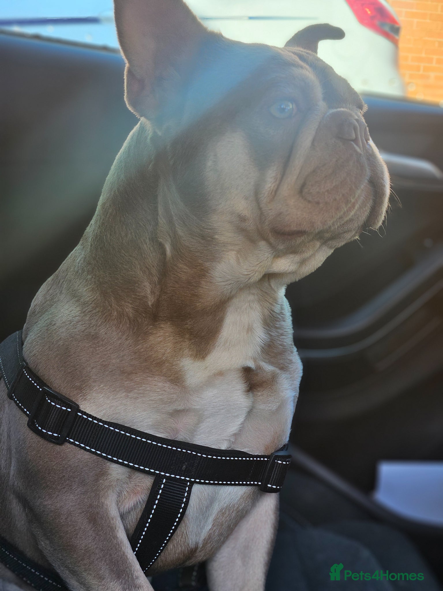French Bulldog dogs New shade & tan carrying fluffy & cream - Advert 17
