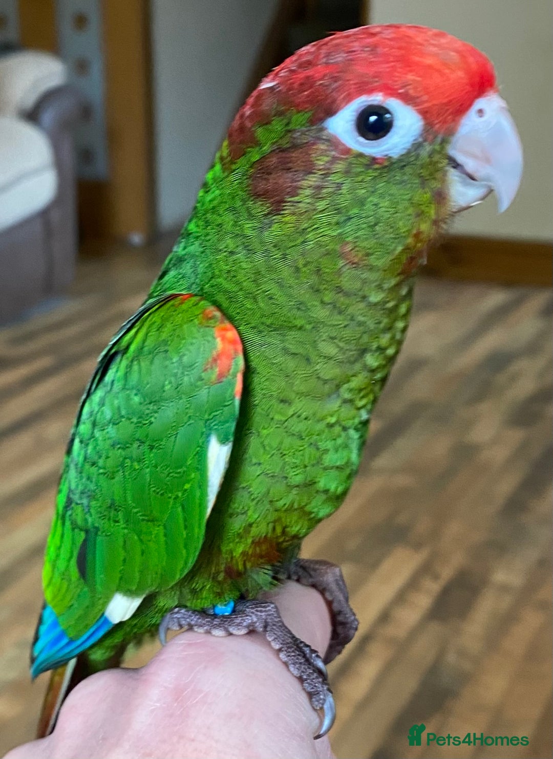 Conures birds for sale: Rose Crowned Conure Pyrrhura Rhodocephala  - Image 10